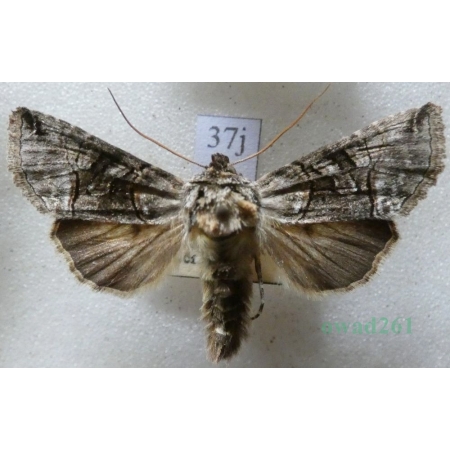 Abrostola tripartita (Hufnagel, 1766) Czech37j